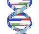 DNA Molecule